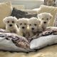 Maltese Puppies for sale in New York, NY, USA. price: $550