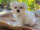 Maltese Puppies for sale in Jonestown, TX, USA. price: $1,200