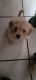 Maltese Puppies for sale in Anaheim Blvd, Anaheim, CA 92805, USA. price: NA