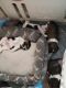 Maltese Puppies for sale in Fort Washington, MD, USA. price: $1,200