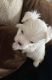 Maltese Puppies for sale in Sunny Isles Beach, FL 33160, USA. price: $4,500