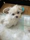 Maltese Puppies for sale in Hollis, ME, USA. price: $2,500