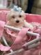 Maltese Puppies for sale in Harrison, NY 10528, USA. price: $1,800
