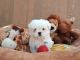 Maltese Puppies for sale in Mumbai, Maharashtra, India. price: 65000 INR