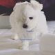 Maltese Puppies for sale in Cheltenham, MD 20623, USA. price: NA
