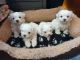 Maltese Puppies for sale in New York, NY, USA. price: $510