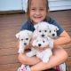 Maltese Puppies for sale in Chicago, IL, USA. price: $500