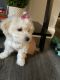 Maltese Puppies for sale in Raynham, MA, USA. price: $1,000