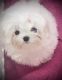 Maltese Puppies for sale in Northern, KY 41640, USA. price: NA