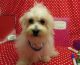 Maltese Puppies for sale in Hulbert, OK 74441, USA. price: $2,000