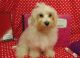 Maltese Puppies for sale in Hulbert, OK 74441, USA. price: $800