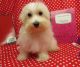 Maltese Puppies for sale in Hulbert, OK 74441, USA. price: $800