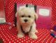 Maltese Puppies for sale in Hulbert, OK 74441, USA. price: $2,000