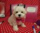 Maltese Puppies for sale in Hulbert, OK 74441, USA. price: $1,500