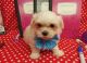Maltese Puppies for sale in Hulbert, OK 74441, USA. price: $1,500