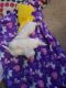Maltese Puppies for sale in Ruskin, FL, USA. price: $1,700