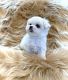 Maltese Puppies for sale in Canada Blvd, Toronto, ON M6K, Canada. price: $400