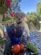 Maltese Puppies for sale in Beaverton, OR 97007, USA. price: $2,450