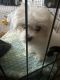 Maltese Puppies for sale in Fayetteville, NC, USA. price: NA