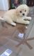 Maltese Puppies for sale in Garden Grove, CA, USA. price: $500