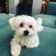 Maltese Puppies for sale in East Los Angeles, CA, USA. price: $850