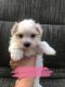 Maltese Puppies for sale in Cabot, AR, USA. price: $600