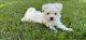 Maltese Puppies for sale in Silver Lake, IN 46982, USA. price: $1,100