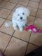 Maltese Puppies for sale in North Las Vegas, NV, USA. price: $500
