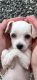Maltese Puppies for sale in Olin, NC 28660, USA. price: $650