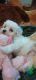 Maltese Puppies for sale in Clinton, MS, USA. price: $850