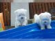 Maltese Puppies for sale in New York, NY, USA. price: $850