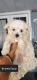 Maltese Puppies for sale in Clearwater, FL, USA. price: $1,500
