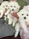 Maltese Puppies for sale in Marysville, WA, USA. price: $1,000