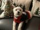 Maltese Puppies for sale in Nassau County, NY, USA. price: $2,600