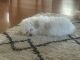 Maltese Puppies for sale in Folsom, CA, USA. price: $900