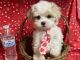 Maltese Puppies for sale in Jonestown, TX, USA. price: $2,000