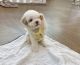 Maltese Puppies for sale in Torrance, CA, USA. price: $600