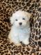 Maltese Puppies for sale in Nitro, WV, USA. price: $1,100