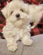 Maltese Puppies for sale in California City, CA 93505, USA. price: $1,000