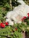 Maltese Puppies for sale in Fresno, CA, USA. price: NA
