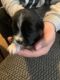 Maltese Puppies for sale in Kankakee, IL, USA. price: NA