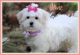 Maltese Puppies for sale in Center Ridge, AR 72027, USA. price: $1,000