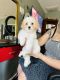 Maltese Puppies for sale in Springfield, VA 22150, USA. price: $2,000