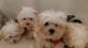 Maltese Puppies for sale in Miami, FL, USA. price: NA