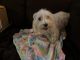 Maltese Puppies for sale in Greensboro, NC, USA. price: $800