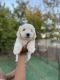 Maltese Puppies for sale in Sacramento, CA, USA. price: $500