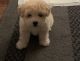 Maltese Puppies for sale in Pasadena, CA, USA. price: $1,000