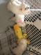 Maltese Puppies for sale in Ruskin, FL, USA. price: $1,500