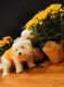 Maltese Puppies for sale in Carrollton, GA 30117, USA. price: $800