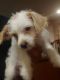 Maltese Puppies for sale in Oxnard, CA, USA. price: $400